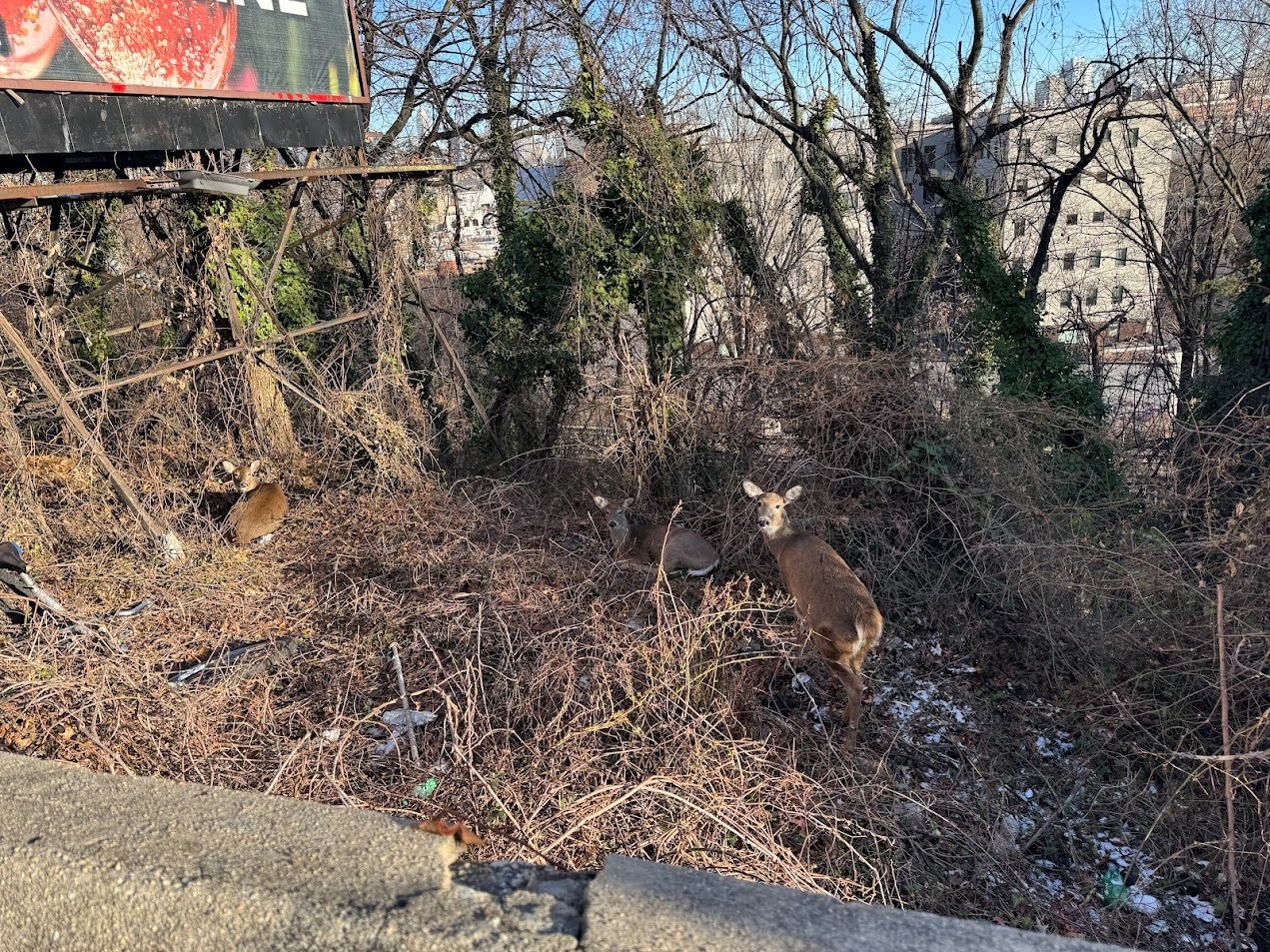 Deer below Riverview Park