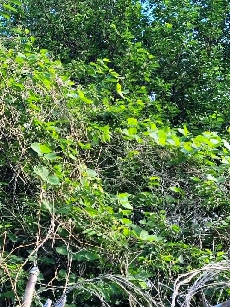 Kudzu growing at the edge of the Armory Lot in Jersey City