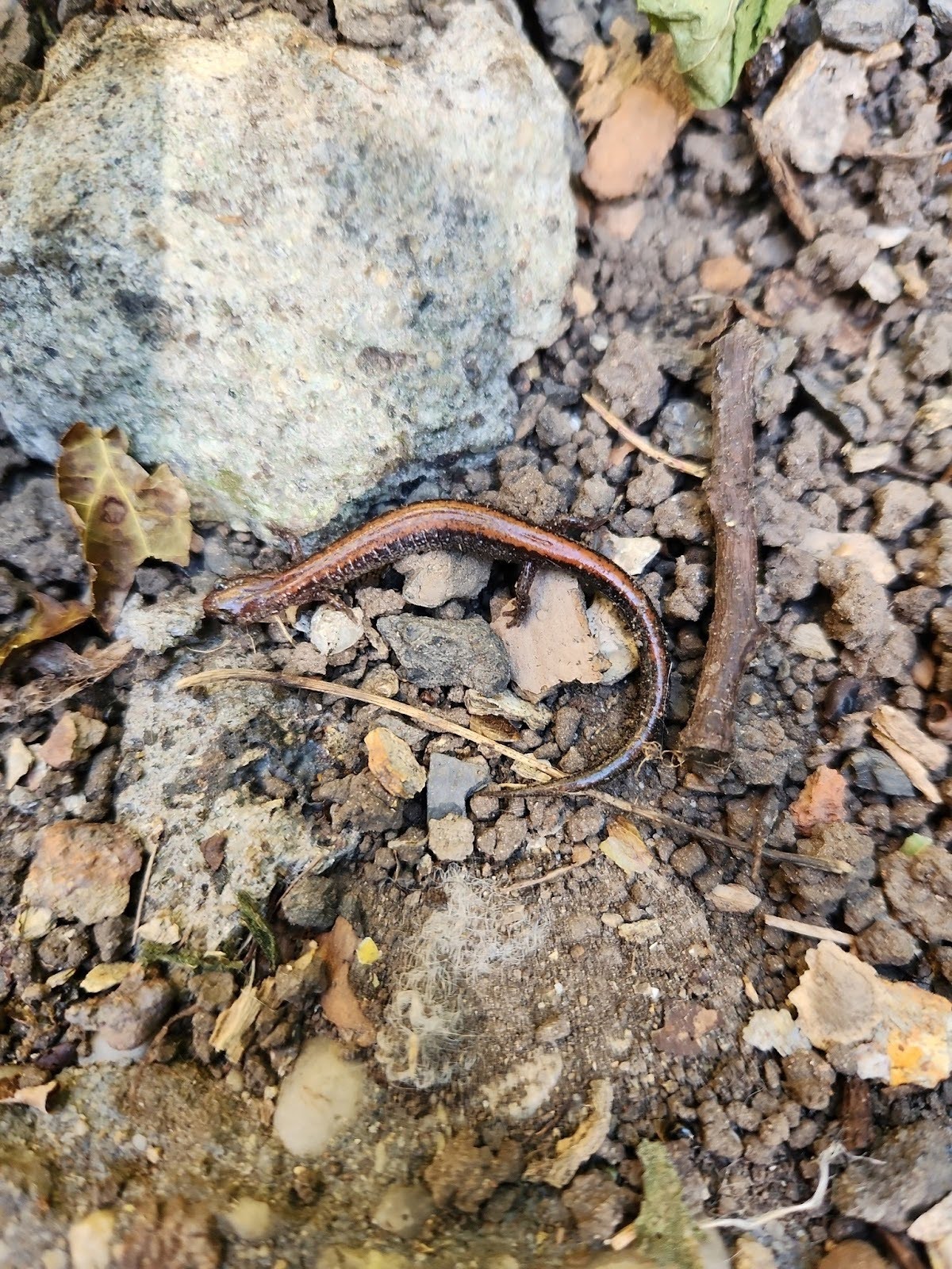 Eastern Red-backed Salamander