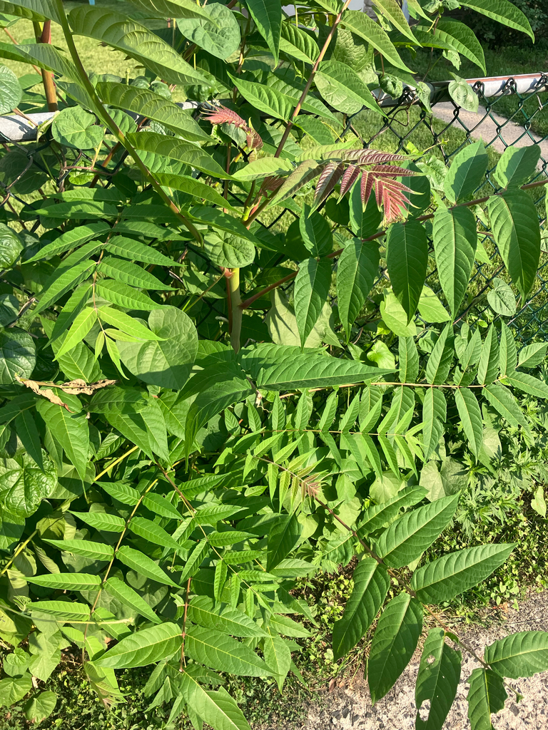 Tree of Heaven growing in Bloomfield, New Jersey